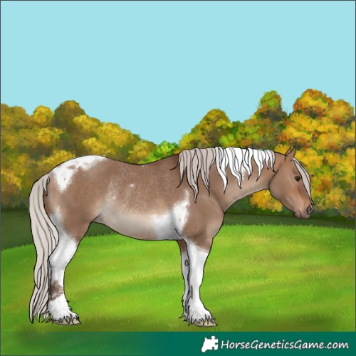 Horse Color:Silver Brown Dun Tobiano Rabicano 