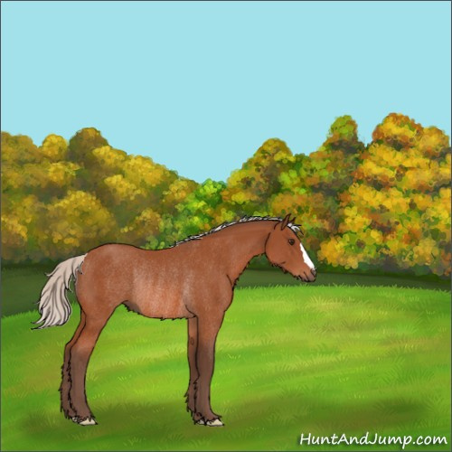 Horse Color:Silver Brown Rabicano 
