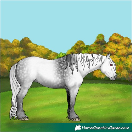 Horse Color:Gray Void Silver Bay Chinchilla Sabino Rabicano 