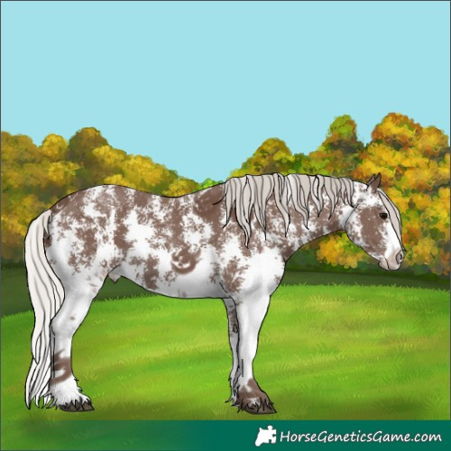 Horse Color:Silver Black Sabino 