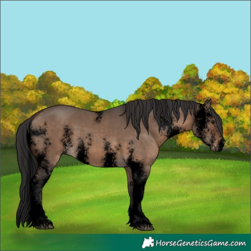 Horse Color:Void Brown Dun Sabino 