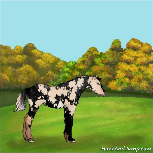 Horse Color:Void White Spotted Silver Bay Dun 