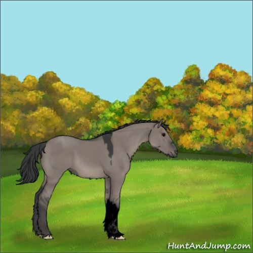 Horse Color:Void Grullo 