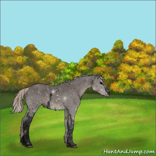 Horse Color:Void White Spotted Silver Black 