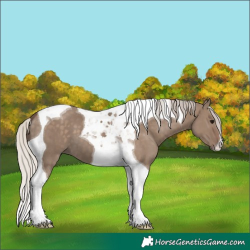 Horse Color:Silver Grullo Tobiano 