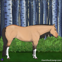 Horse Color:Bay Dun 