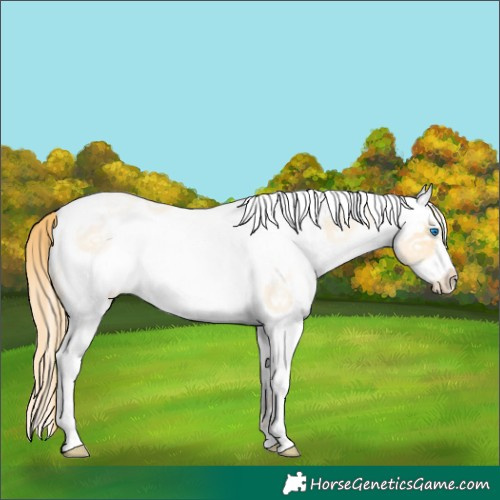 Horse Color:White Spotted Buckskin Roan Pearl Dun Splash Frame Rabicano 