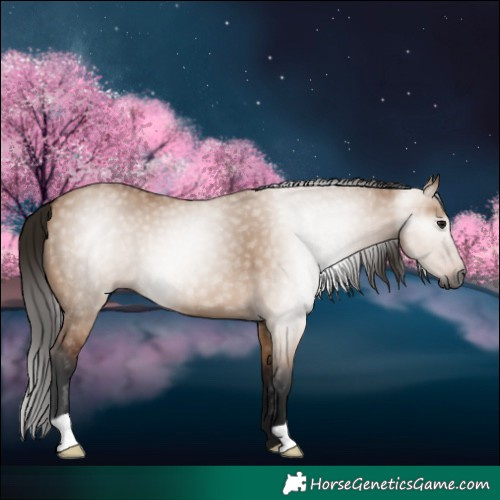Horse Color:Gray Bay Dun 