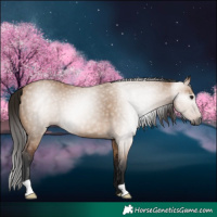 Horse Color:Gray Bay Dun 