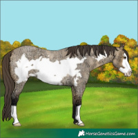 Horse Color:Buckskin Ice Roan Dun Frame 