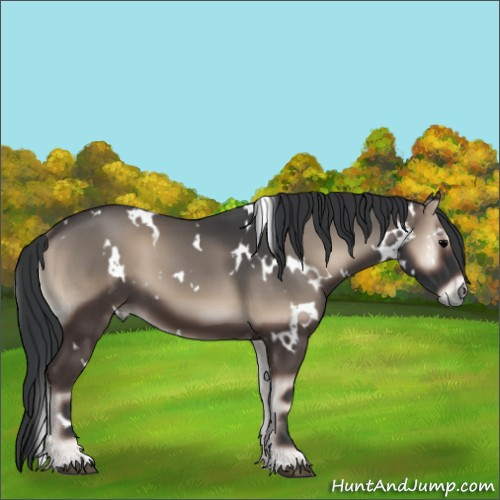 Horse Color:White Spotted Blue Onyx 