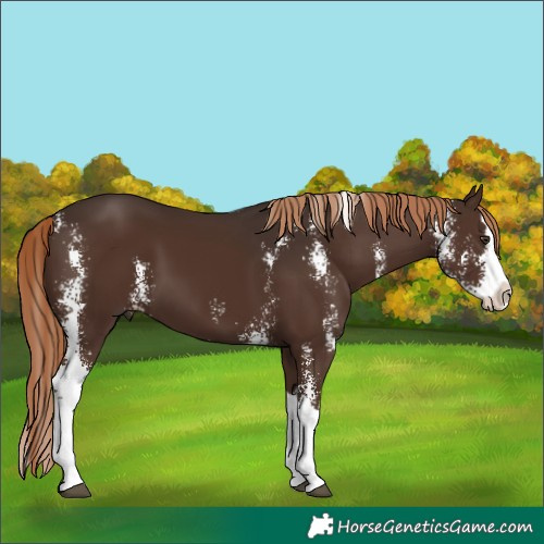 Horse Color:Liver Chestnut Sabino Splash 