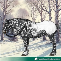 Horse Color:Black Tobiano Appaloosa 