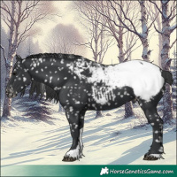Horse Color:Black Tobiano Appaloosa 