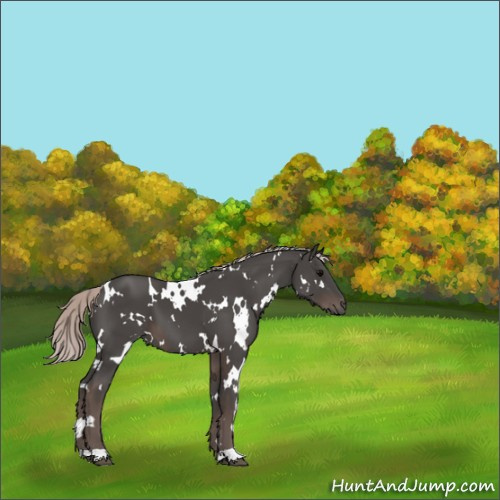 Horse Color:White Spotted Silver Black 