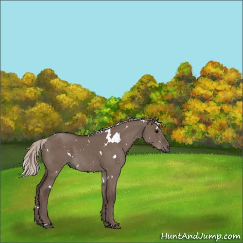 Horse Color:White Spotted Silver Grullo 