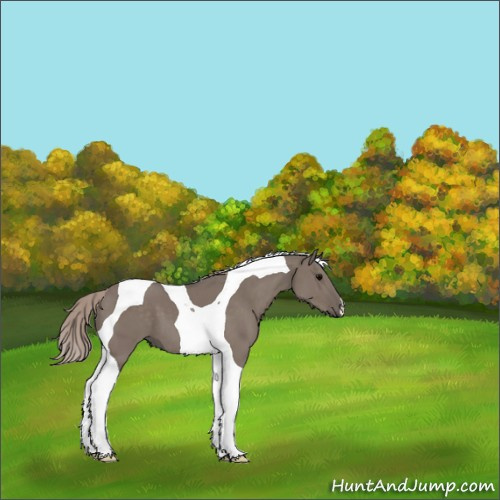 Horse Color:Silver Grullo Tobiano 