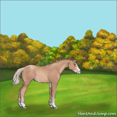 Horse Color:Silver Classic Champagne Sabino Rabicano 