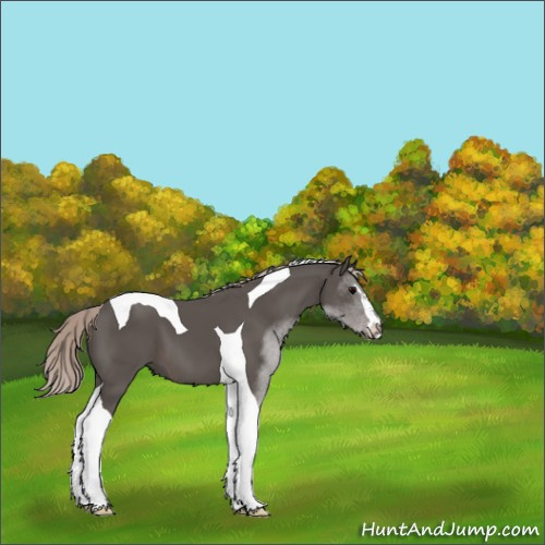 Horse Color:Silver Black Sabino Tobiano 