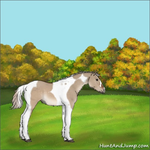 Horse Color:Silver Brown Dun Tobiano 