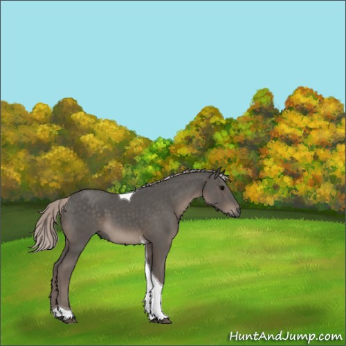 Horse Color:Silver Black Tobiano 