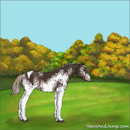 Horse Color:White Spotted Silver Brown Tobiano 
