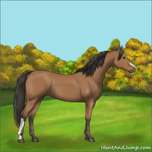 Horse Color:Bay 