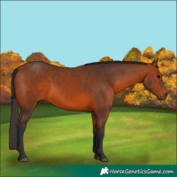 Horse Color:Bay 