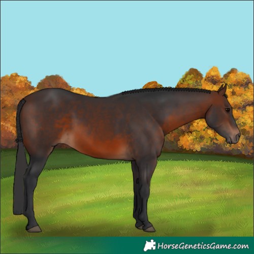 Horse Color:Brown 