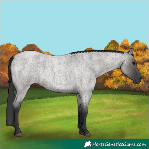 Horse Color:Grullo Roan 