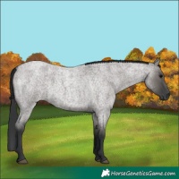 Horse Color:Grullo Roan 