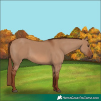 Horse Color:Red Dun