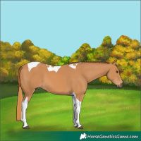 Horse Color:Chestnut Tobiano 