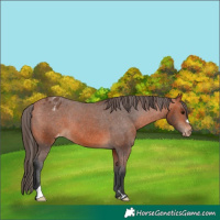Horse Color:Bay Appaloosa 