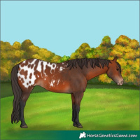 Horse Color:Bay Appaloosa 