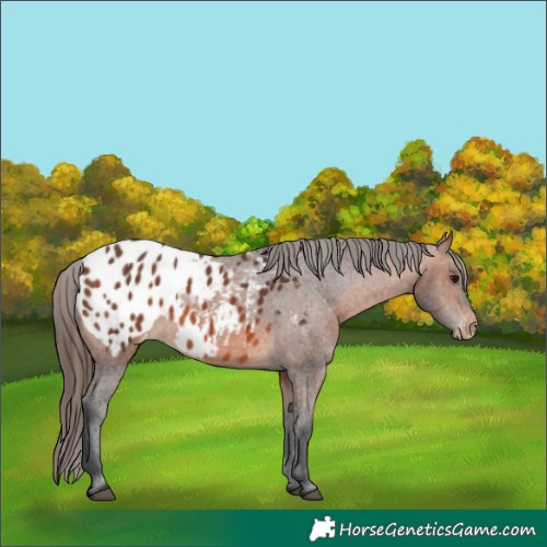 Horse Color:Bay Appaloosa 