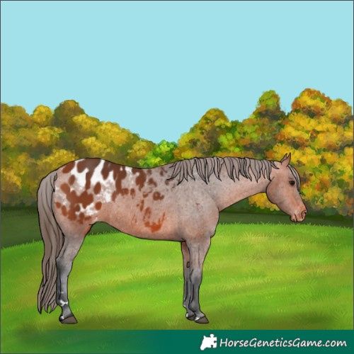 Horse Color:Bay Appaloosa 