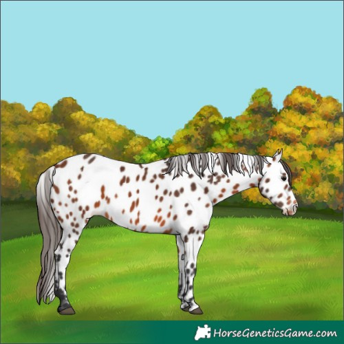 Horse Color:Bay Appaloosa 