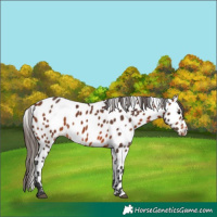 Horse Color:Bay Appaloosa 
