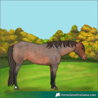 Horse Color:Bay Roan Appaloosa 