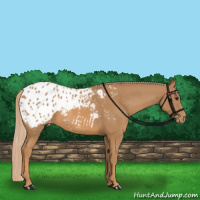 Horse Color:Chestnut Appaloosa