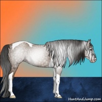 Horse Color:Gray Classic Champagne Tobiano 