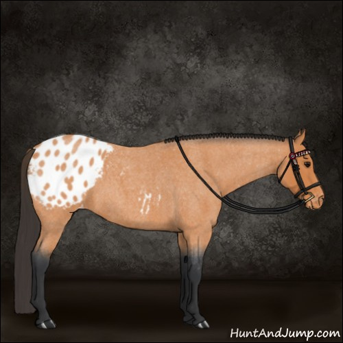 Horse Color:Bay Roan Appaloosa 
