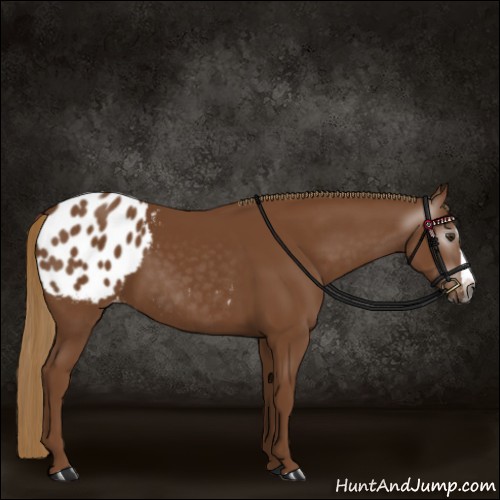 Horse Color:Gray Chestnut Splash Appaloosa 