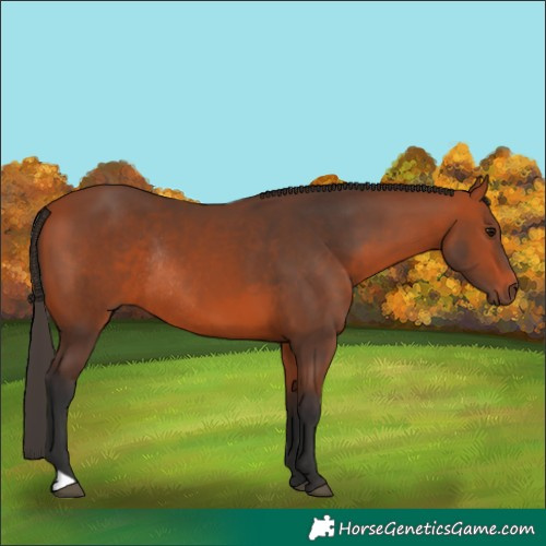 Horse Color:Bay Rabicano 