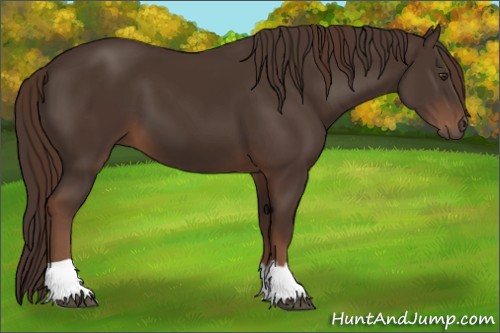 Horse Color:Liver Chestnut and Liver Chestnut