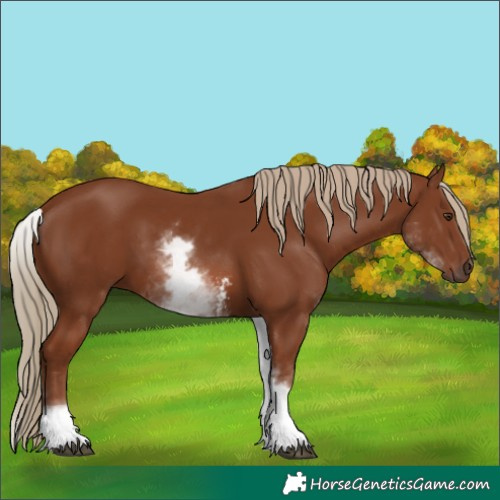 Horse Color:White Spotted Chestnut Sabino