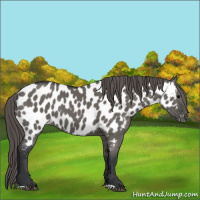 Horse Color:Grullo Appaloosa 