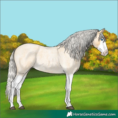 Horse Color:Silver Buckskin Roan Splash 