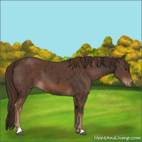 Horse Color:Liver Chestnut  and Liver Chestnut 